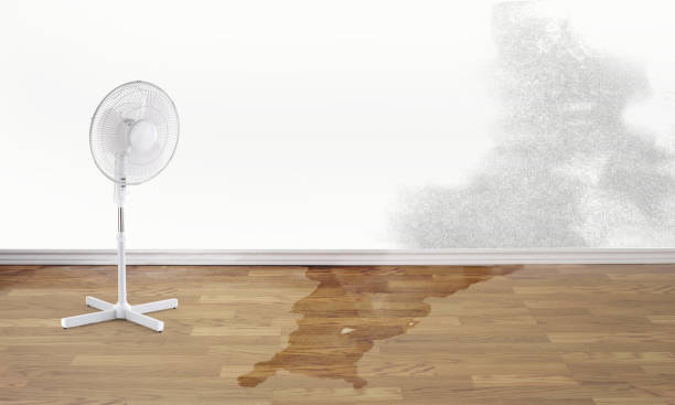 Best Water damage contractors near me  in Minooka, IL